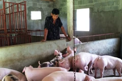 Người chăn nuôi thẫn thờ khi nhìn đàn lợn ngày một lớn nhưng không có người mua. (Ảnh: Thanh Tâm/Vietnam+)