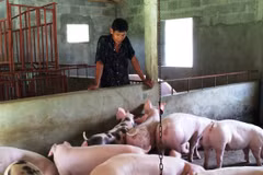 Người chăn nuôi thẫn thờ khi nhìn đàn lợn ngày một lớn nhưng không có người mua. (Ảnh: Thanh Tâm/Vietnam+)