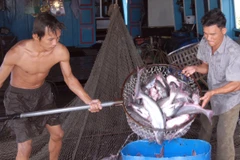 Thu mua cá tra ở Tiền Giang. (Ảnh: Hoàng Hải/TTXVN)