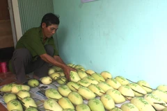 Ảnh minh họa. (Nguồn: Huỳnh Phúc Hậu/TTXVN)