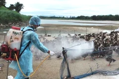 Phun thuốc tiêu độc khử trùng tại các trang trại chăn nuôi gia cầm. (Ảnh: Phước Ngọc/TTXVN)