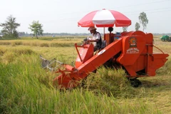 Thu hoạch lúa bằng máy gặt đập liên hợp. (Ảnh: Văn Trí/TTXVN)