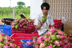 Phân loại thanh long. (Ảnh: Nguyễn Thanh/TTXVN)