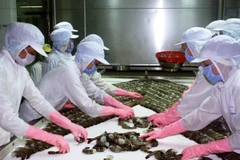 Chế biến tôm xuất khẩu. (Ảnh: Lê Huy Hải/TTXVN)