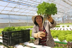 Thủy canh rau sạch theo công nghệ châu Âu ở Lâm Đồng. (Ảnh: Nguyễn Dũng/TTXVN)