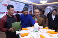 Nông dân tìm hiểu giống ngô Dekalb Genuity. (Ảnh: PV/Vietnam+)