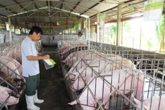Kiểm tra đàn lợn tại trang trại ở thành phố Hồ Chí Minh. (Ảnh: Mạnh Linh/TTXVN)