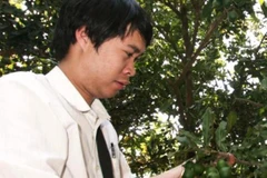 Quả mắc ca chuẩn bị cho thu hoạch ở Tây Nguyên. (Ảnh: Đặng Tuấn/TTXVN)