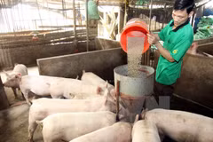 Nhu cầu sử dụng thức ăn chăn nuôi của người nuôi vẫn đang rất lớn. (Ảnh: Vũ Sinh/TTXVN)