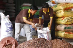 Ảnh minh họa: Chuẩn bị hạt ca cao cung ứng ra thị trường. (Nguồn: Đình Huệ/TTXVN)