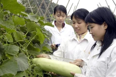 Ảnh minh họa. (Nguồn: Minh Đông/TTXVN)