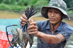 Thu hoạch tôm. (Ảnh: Công Phong/TTXVN)