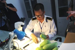 Người dân thu hoạch xoài. (Ảnh: Lê Đức Hoảnh/TTXVN)