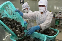 Chế biến tôm đông lạnh xuất khẩu tại Bạc Liêu. (Ảnh: Vũ Sinh/TTXVN)