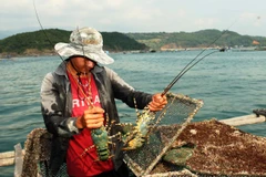 Nuôi tôm hùm bằng lồng tại Phú Yên. (Ảnh: Vũ Sinh/TTXVN)