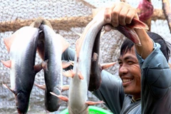 Thu hoạch cá tra tại Cần Thơ. (Ảnh: Duy Khương/TTXVN)