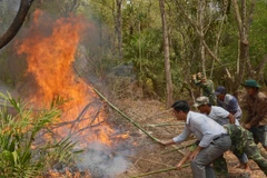 Nguy cơ cháy rừng ở nhiều địa phương tăng lên mức nguy hiểm