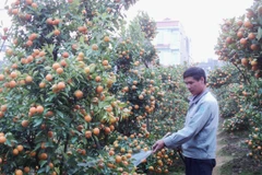 Chủ vườn chăm sóc quất. (Ảnh: Thanh Tâm/Vietnam+)