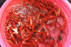 Cá chép đỏ loại nhỏ có mức giá dao động từ 15.000-50.000 đồng/bộ. (Ảnh: Thanh Tâm/Vietnam+)