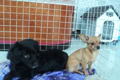 Những "thú cưng" được gửi tại các phòng VIP. (Ảnh: Thanh Tâm/Vietnam+)