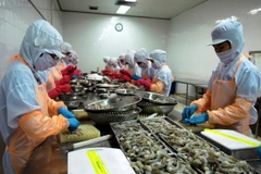 Chế biến tôm đông lạnh xuất khẩu. (Ảnh: Danh Lam/TTXVN)