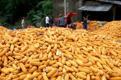 Điểm thu mua ngô tại huyện Mai Sơn-Sơn La. (Ảnh: Đình Huệ/TTXVN)