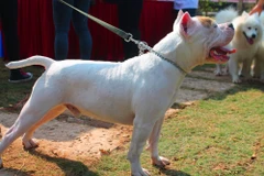 Hình chỉ mang tính minh họa. (Nguồn: Mai Huyền/Vietnam+)