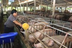 Nông dân chăm sóc đàn lợn nái ở Tiền Giang. (Ảnh: Vũ Sinh/TTXVN)