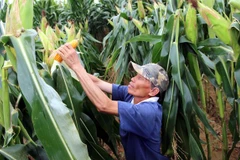 Người dân kiểm tra chất lượng giống ngô biến đổi gen. (Ảnh: Đỗ Trưởng/TTXVN)