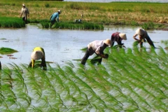 Bà con nông dân tập trung cấy lúa Hè Thu. (Ảnh: Thanh Liêm/TTXVN)