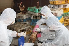 Xuất hơn 115 tỷ đồng mua bù vắcxin và hóa chất thú y dự trữ quốc gia