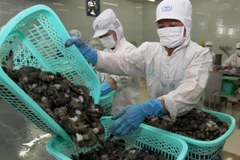 Chế biến tôm phục vụ xuất khẩu. (Ảnh: Vũ Sinh/TTXVN)