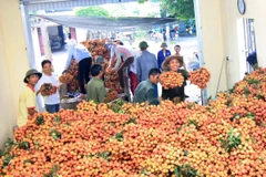 Thu mua vải thiều tại huyện Thanh Hà. (Ảnh: Vũ Sinh/TTXVN)