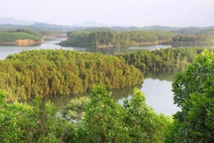 Tiến tới cấp chứng chỉ quản lý rừng bền vững cho 500.000ha rừng 