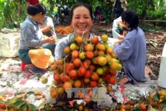Chôm chôm Bến Tre chính vụ trúng giá, nông dân phấn khởi. (Ảnh: Thanh Liêm/TTXVN)
