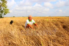 Nông dân buồn rầu vì đồng ruộng khô cháy do hạn hán. (Ảnh: Hùng Võ/Vietnam+)