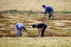 Bảo hiểm nông nghiệp mới chỉ dừng lại ở mức độ thí điểm