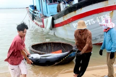 Cá ngừ đại dương trong chuyến biển đầu năm của ngư dân Phú Yên. (Ảnh: Thế Lập/TTXVN)