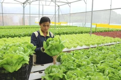 Trồng rau trong nhà kính ở Lâm Đồng. (Ảnh: Nguyễn Dũng/TTXVN)