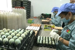 Dán nhãn mác cho sản phẩm trứng gà xanh thương hiệu Dabaco. (Ảnh: Thanh Tâm/Vietnam+)
