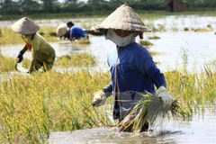 Gặt lúa bị ngập nước ở Hậu Giang. (Ảnh: Duy Khương/TTXVN)