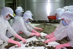 Chế biến tôm phục vụ xuất khẩu ở Cà Mau. (Ảnh: Lê Huy Hải/TTXVN)