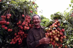 Thu hoạch vải chín sớm. (Ảnh: Vũ Sinh/TTXVN)