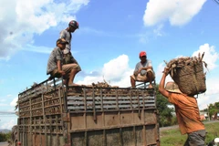 Thu hoạch sắn ở Tây Ninh. (Nguồn: Lê Đức Hoảnh/TTXVN)