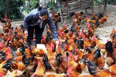 Xây dựng thương hiệu gà an toàn sinh học từ mô hình gia đình. (Ảnh: Vũ Sinh/TTXVN)