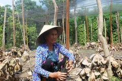 Vườn tiêu trồng ở Bình Phước chết dần do hạn hán năm 2016. (Ảnh: Đậu Tất Thành/TTXVN)