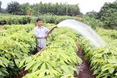 Chính phủ Đức tài trợ Việt Nam 8 triệu euro cho dự án bảo vệ rừng