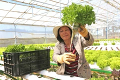 Thủy canh rau sạch theo công nghệ châu Âu ở Lâm Đồng. (Ảnh: Nguyễn Dũng/TTXVN)
