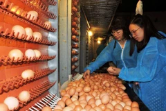 Trứng gà ĐTK được kiểm soát an toàn sinh học trong toàn bộ quy trình sản xuất. (Ảnh: Thanh Tâm/Vietnam+)