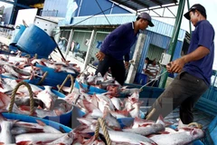 Vận chuyển cá đưa đi tiêu thụ. (Ảnh: Duy Khương/TTXVN)